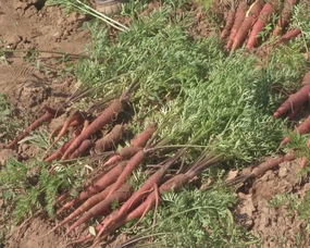 多伦县推广紫色胡萝卜种植 打造特色品牌农产品