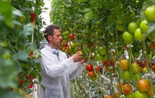 荷兰精准种植 每一株农产品在出生前就知道自己要去哪里
