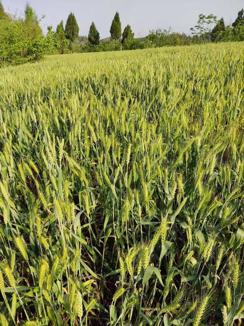 优质农产品直供 优质小麦种植
