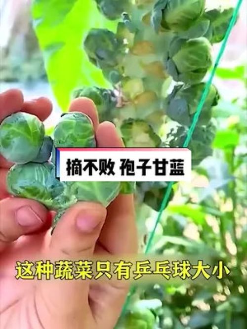 孢子甘蓝 一年四季结果,摘不败吃不完 种植 优质农产品 农业种植 纯天然绿色蔬菜