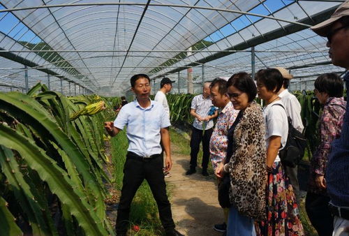 进田园尝美果 登茶山品香茗 观石斛听养生 温州绿色优质农产品进城活动探秘之旅走进乐清