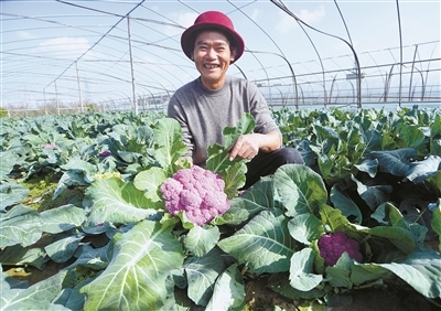 “慈蔬”打造蔬菜种植加工销售全产业链