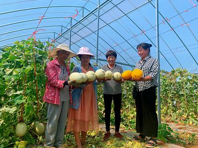 河南叶县唐马村:“两瓜一菜”兴村富民