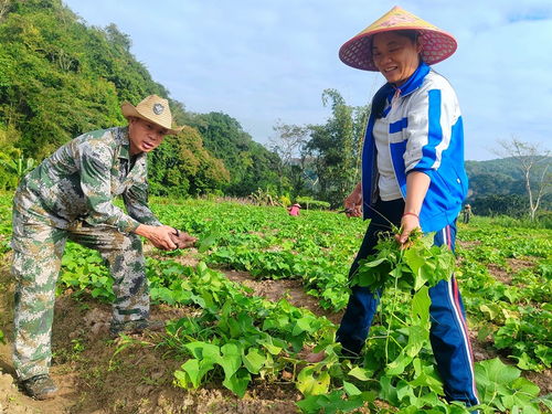 海南白沙 精品蔬菜绿意盎然 产业增效兴村富民