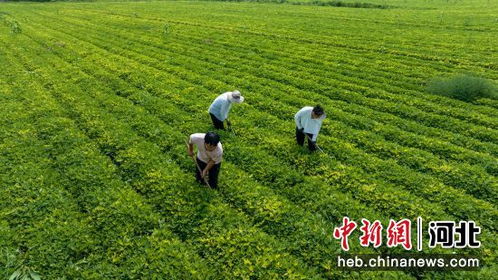 河北任丘发展特色种植 铺就乡村振兴致富路