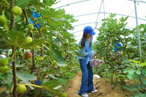 河北望都 种下无花果 结出 致富果